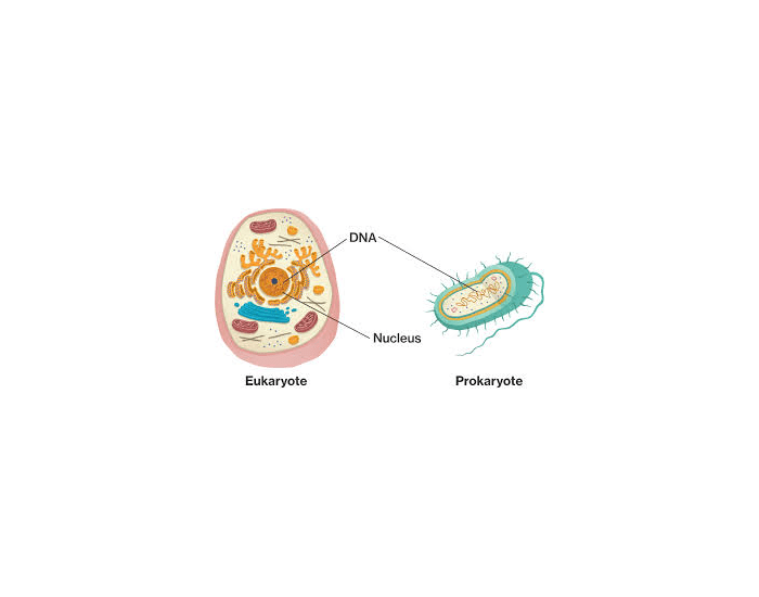 Detail Gambar Sel Prokariotik Dan Eukariotik Sel Prokariotik Nomer 32
