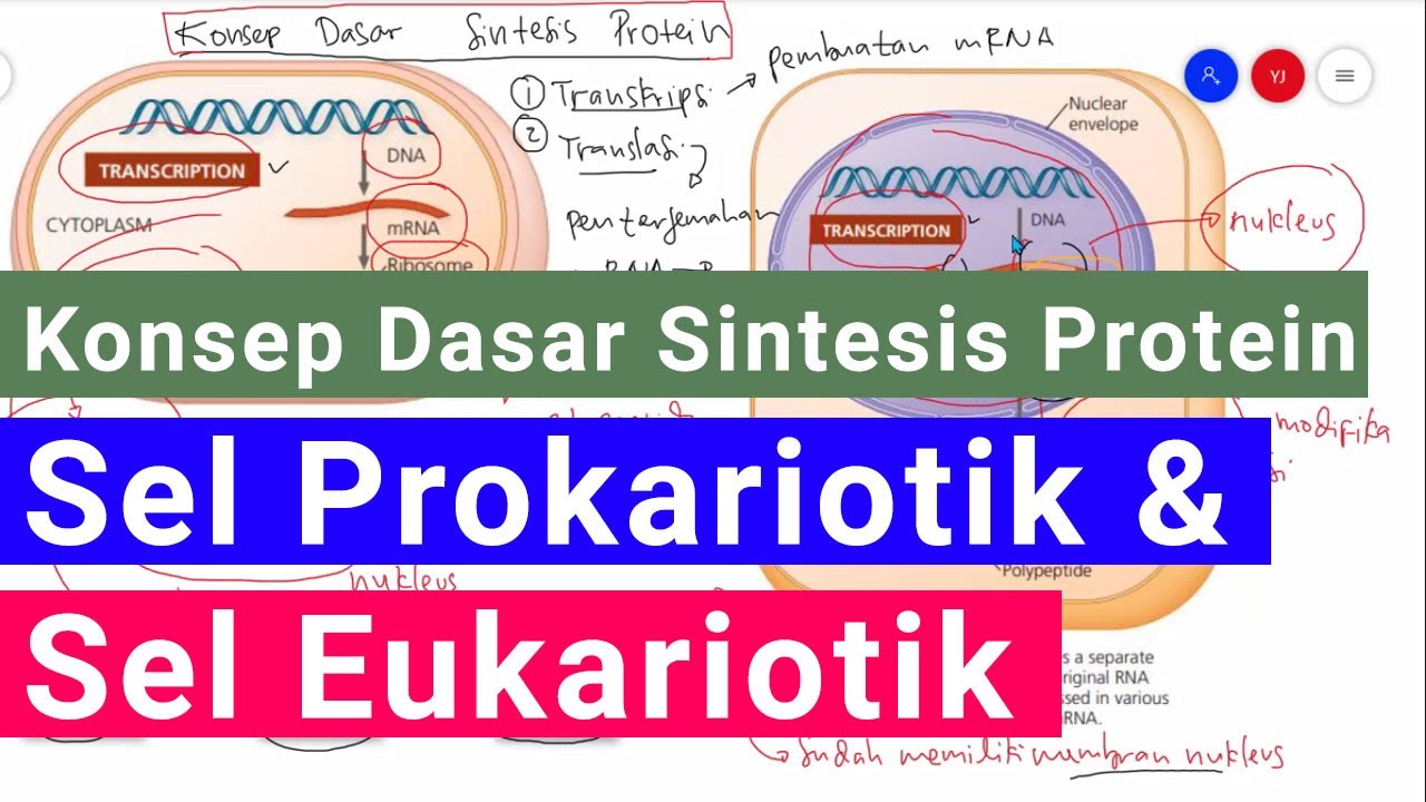 Detail Gambar Sel Prokariotik Dan Eukariotik Sel Prokariotik Nomer 48