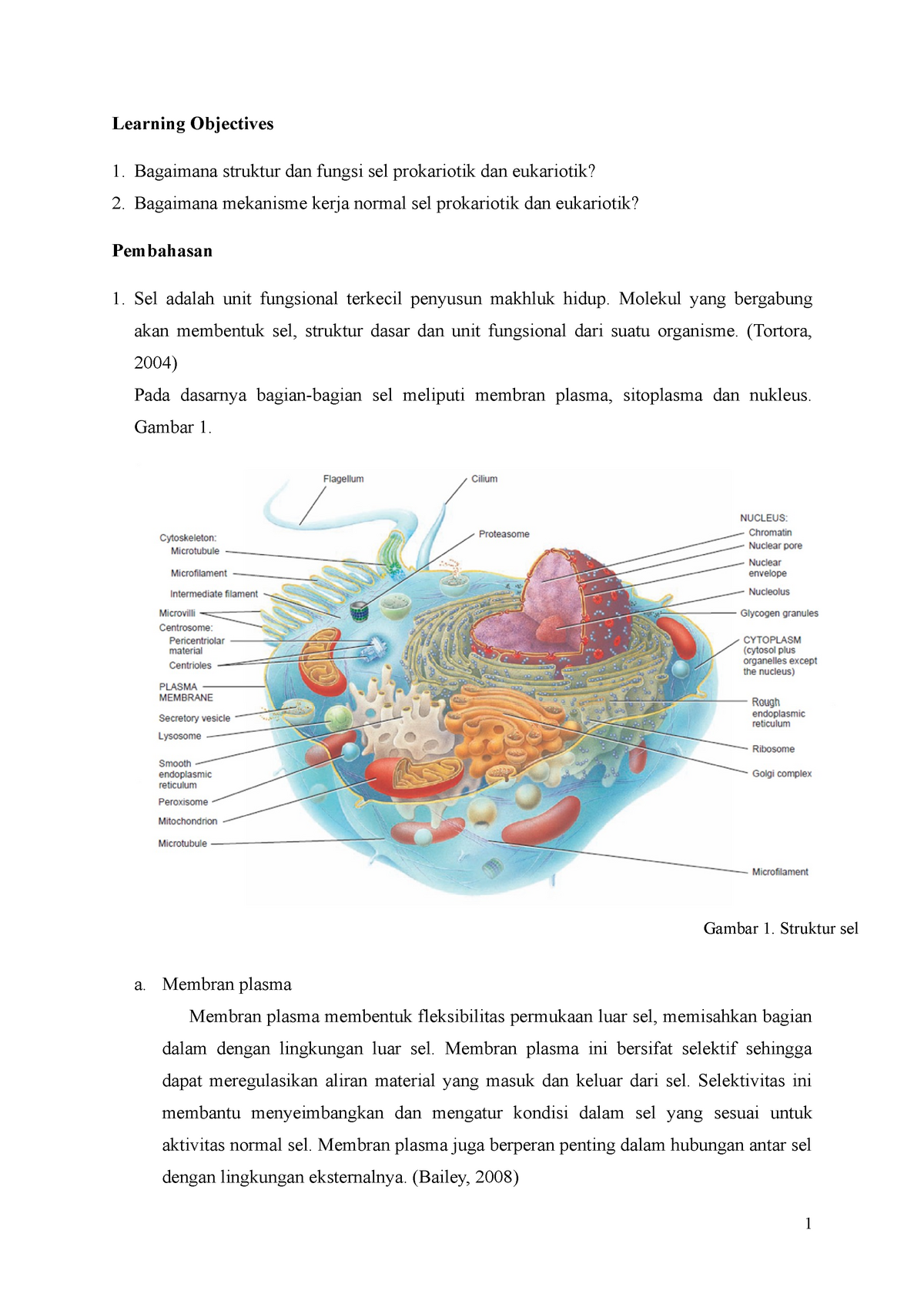Detail Gambar Sel Prokariotik Dan Eukariotik Sel Prokariotik Nomer 50