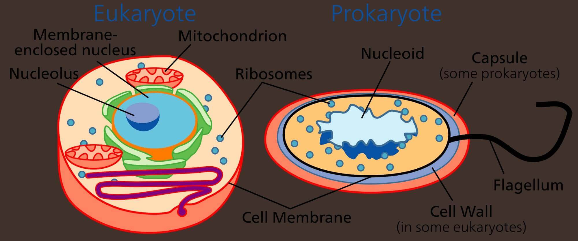 Detail Gambar Sel Prokariotik Dan Eukariotik Sel Prokariotik Dan Eukariotik Nomer 12