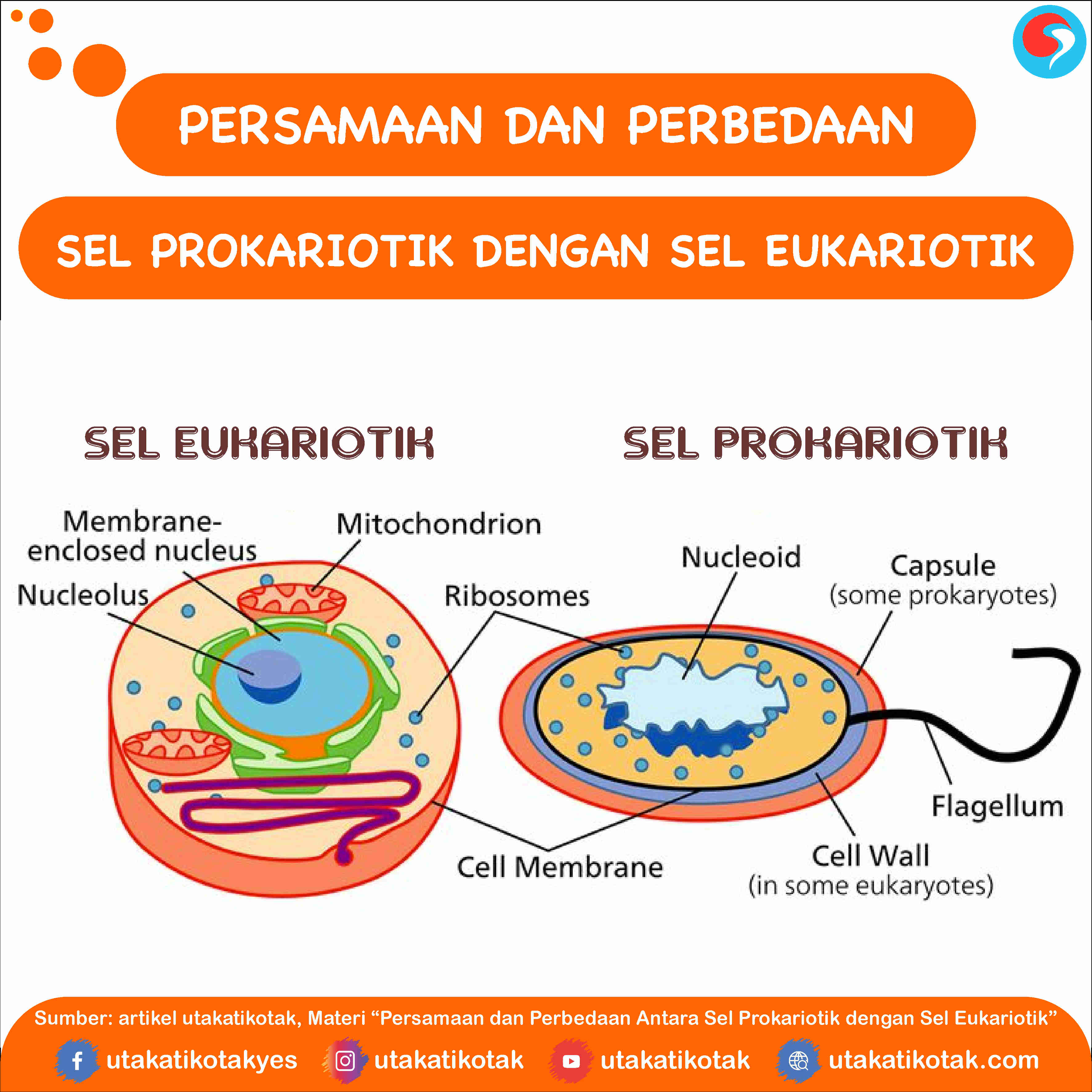 Detail Gambar Sel Prokariotik Dan Eukariotik Sel Prokariotik Dan Eukariotik Nomer 13