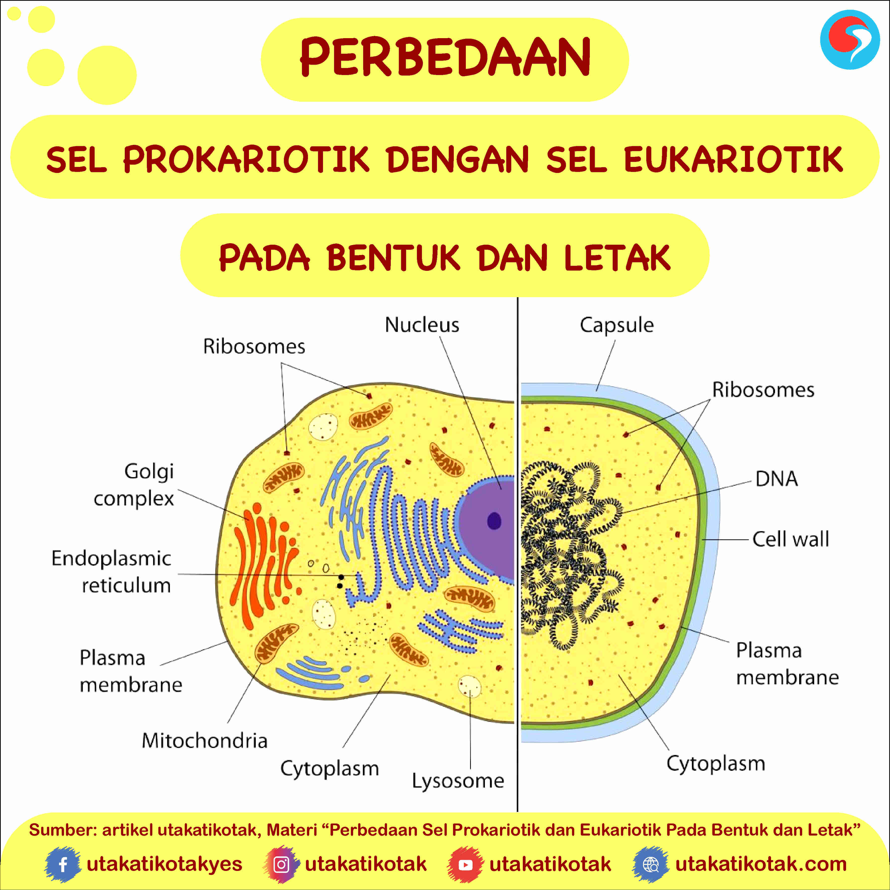 Detail Gambar Sel Prokariotik Dan Eukariotik Sel Prokariotik Dan Eukariotik Nomer 17