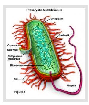 Detail Gambar Sel Prokariotik Dan Eukariotik Sel Prokariotik Dan Eukariotik Nomer 40