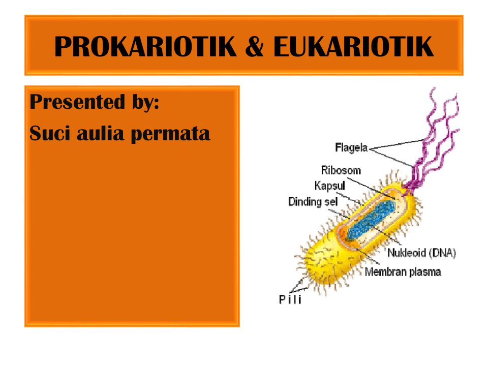 Detail Gambar Sel Prokariotik Dan Eukariotik Sel Prokariotik Dan Eukariotik Nomer 45