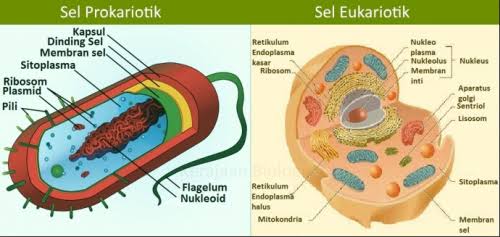 Detail Gambar Sel Prokariotik Dan Sel Eukariotik Nomer 2
