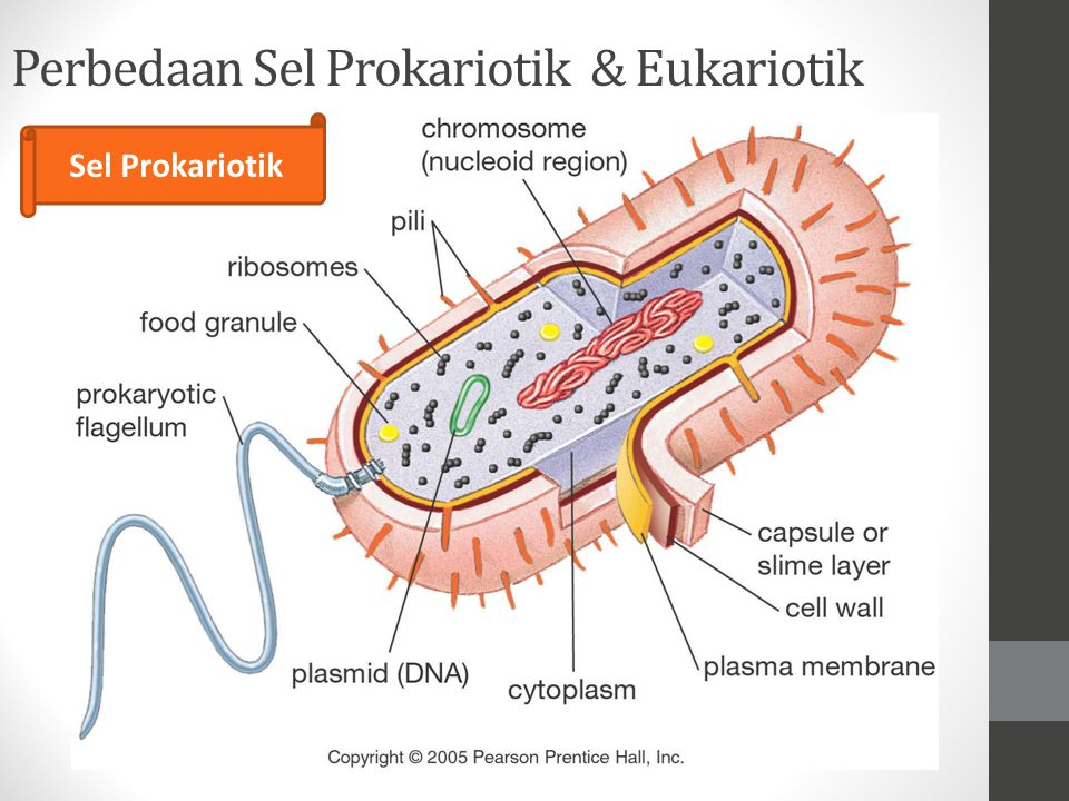 Detail Gambar Sel Prokariotik Dan Sel Eukariotik Nomer 21