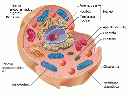 Detail Gambar Sel Prokariotik Dan Sel Eukariotik Nomer 42