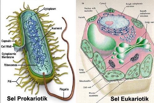 Detail Gambar Sel Prokariotik Dan Sel Eukariotik Nomer 7