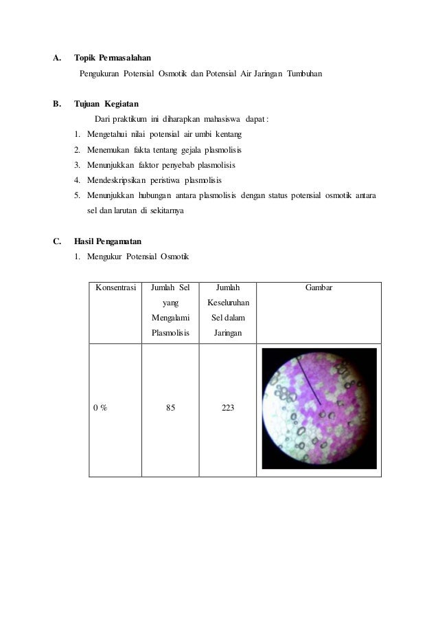 Detail Gambar Sel Rhoeo Discolor Nomer 22