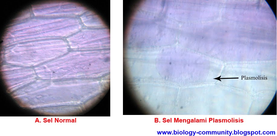 Detail Gambar Sel Rhoeo Discolor Nomer 10