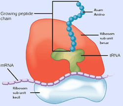 Detail Gambar Sel Ribosom Nomer 11