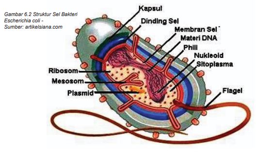 Detail Gambar Sel Ribosom Nomer 45