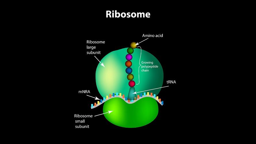 Detail Gambar Sel Ribosom Nomer 8