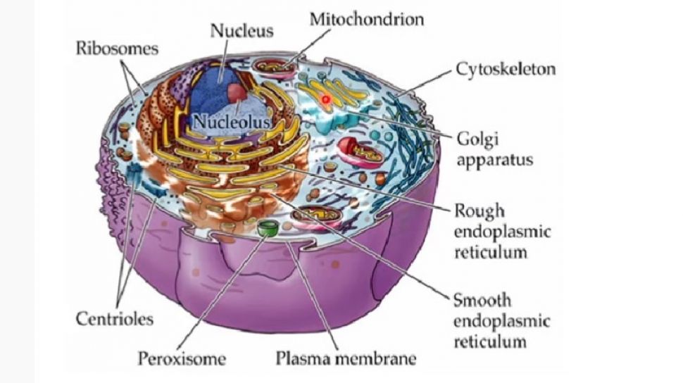 Detail Gambar Sel Ribosom Nomer 9