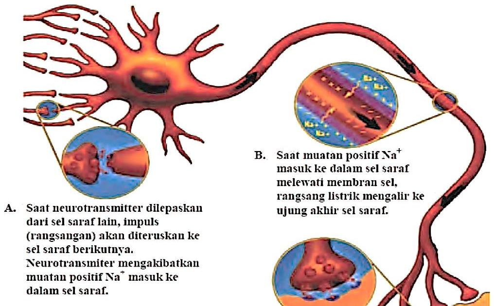 Detail Gambar Sel Saraf Nomer 22