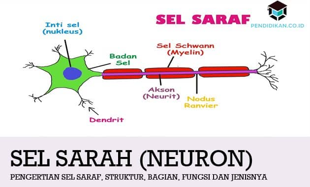 Detail Gambar Sel Saraf Nomer 33