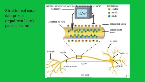 Detail Gambar Sel Saraf Nomer 38