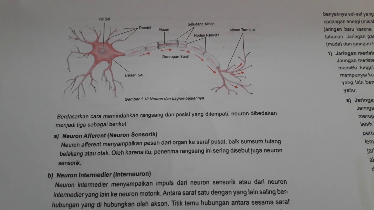 Detail Gambar Sel Saraf Dan Bagian Bagiannya Nomer 26