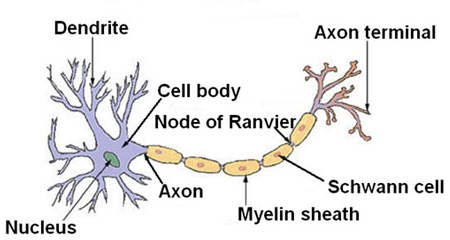 Detail Gambar Sel Saraf Dan Bagian Bagiannya Nomer 31