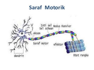 Detail Gambar Sel Saraf Dan Bagian Bagiannya Nomer 41