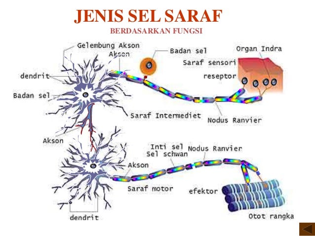 Detail Gambar Sel Saraf Dan Bagian Bagiannya Nomer 44