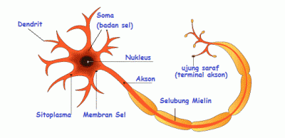 Detail Gambar Sel Saraf Dan Keterangannya Nomer 21