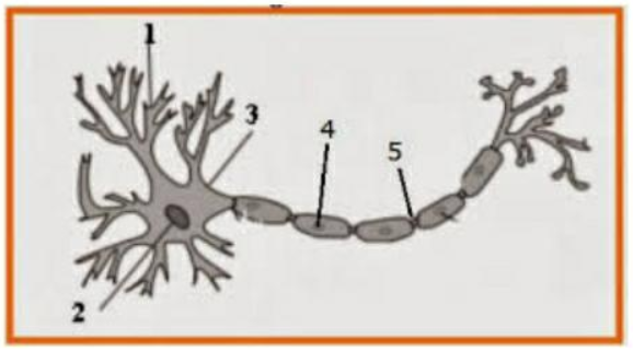 Detail Gambar Sel Saraf Dan Keterangannya Nomer 34