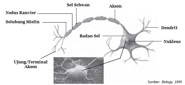 Detail Gambar Sel Saraf Dan Keterangannya Nomer 43
