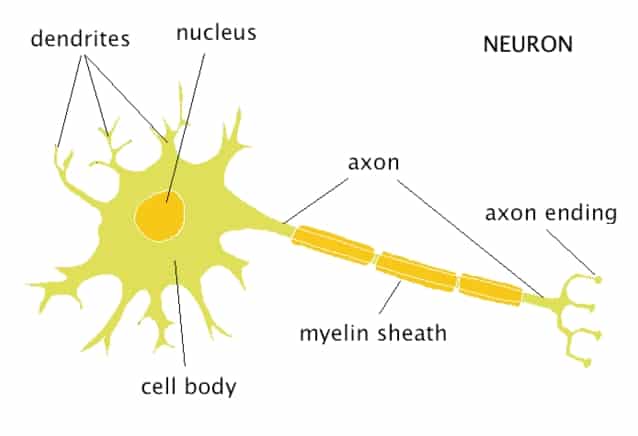 Detail Gambar Sel Saraf Dan Keterangannya Nomer 46