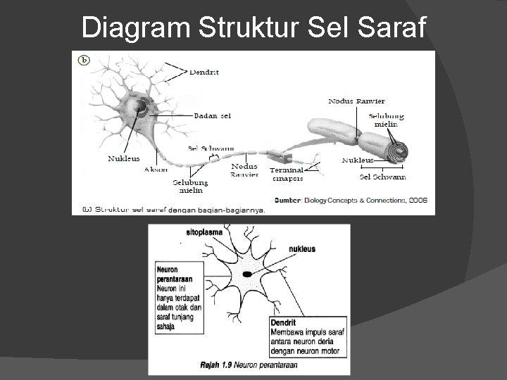 Detail Gambar Sel Saraf Kambing Nomer 5