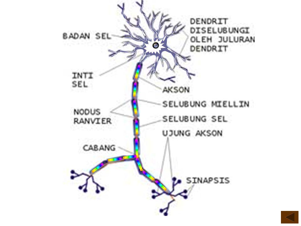 Detail Gambar Sel Saraf Kambing Nomer 9