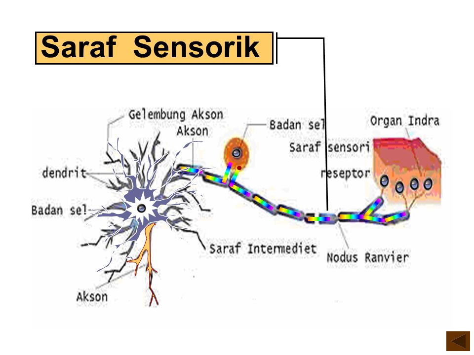 Detail Gambar Sel Saraf Motorik Nomer 14