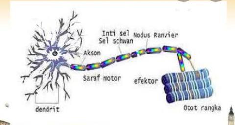 Detail Gambar Sel Saraf Motorik Nomer 4