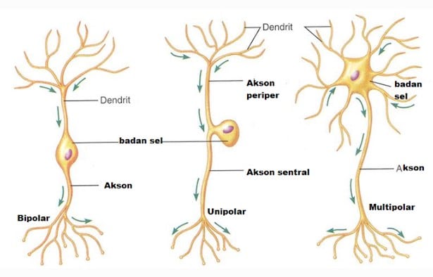 Detail Gambar Sel Saraf Motorik Nomer 36