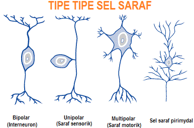 Detail Gambar Sel Saraf Sensorik Nomer 14