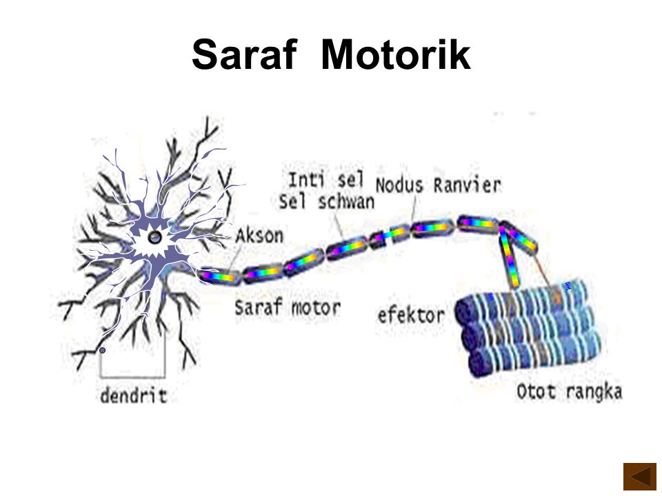 Detail Gambar Sel Saraf Sensorik Nomer 29