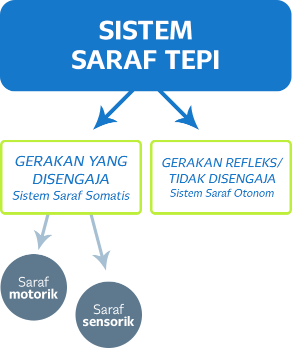 Detail Gambar Sel Saraf Sensorik Nomer 42