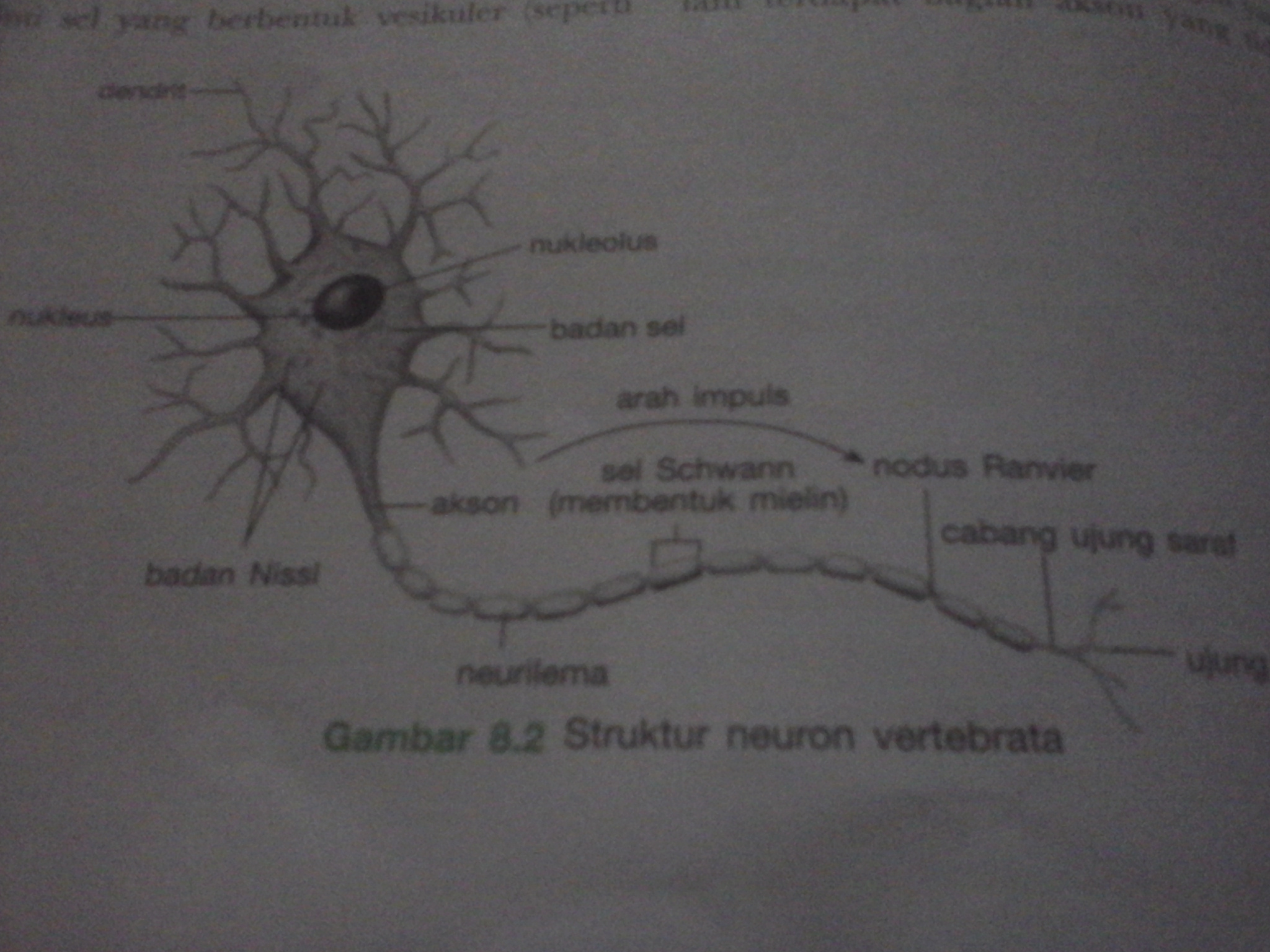 Detail Gambar Sel Saraf Yang Bermyelin Nomer 18