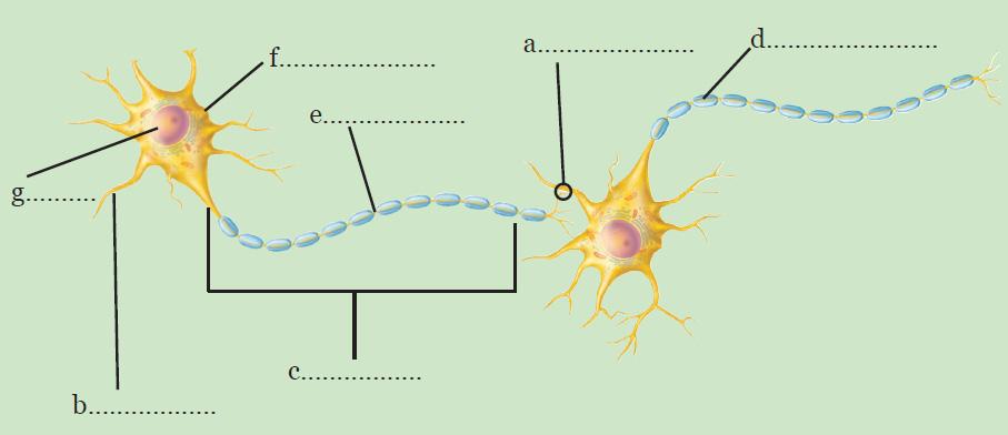 Detail Gambar Sel Saraf Yang Bermyelin Nomer 19