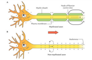 Detail Gambar Sel Saraf Yang Bermyelin Nomer 20