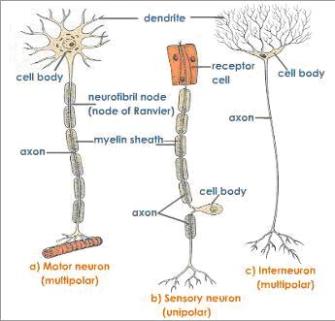 Detail Gambar Sel Saraf Yang Bermyelin Nomer 23