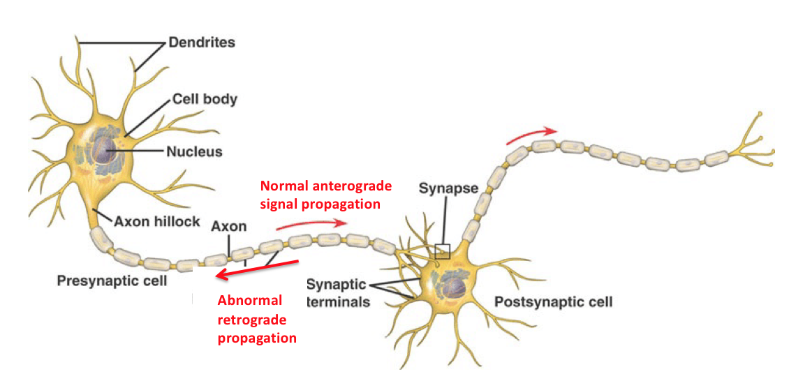 Detail Gambar Sel Saraf Yang Bermyelin Nomer 34