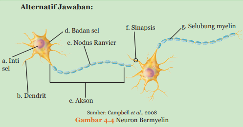 Detail Gambar Sel Saraf Yang Bermyelin Nomer 38