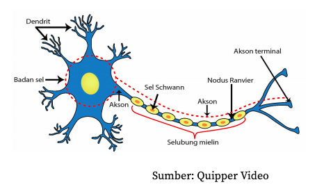 Detail Gambar Sel Saraf Yang Bermyelin Nomer 41