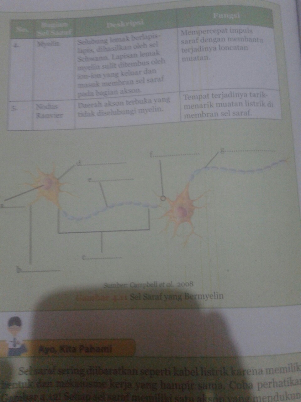 Detail Gambar Sel Saraf Yang Bermyelin Nomer 42