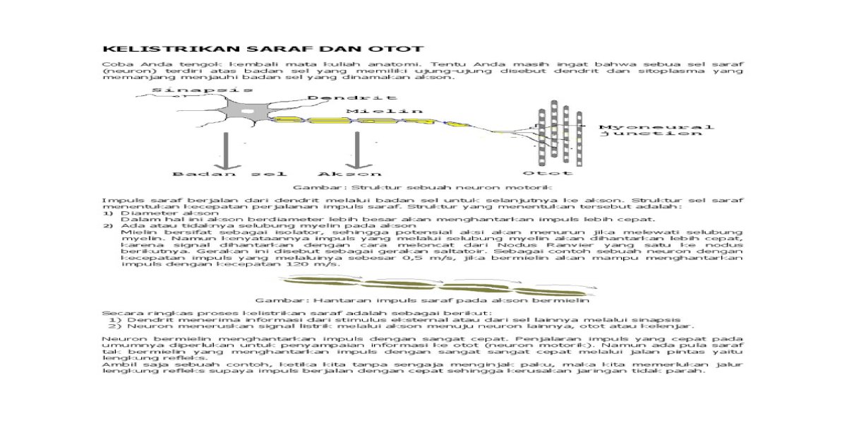 Detail Gambar Sel Saraf Yang Bermyelin Nomer 54