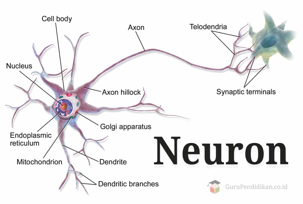 Detail Gambar Sel Saraf Yang Bermyelin Nomer 8