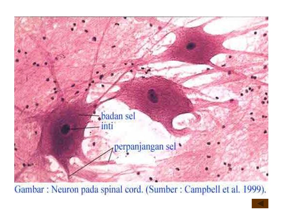Detail Gambar Sel Syaraf Kambing Nomer 11