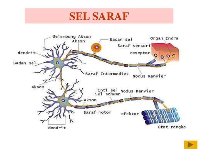 Detail Gambar Sel Syaraf Kambing Nomer 8