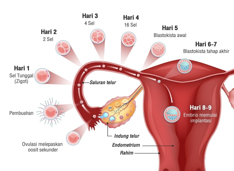 Detail Gambar Sel Telur Wanita Nomer 36